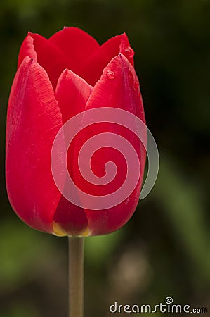 Red tulip head cup