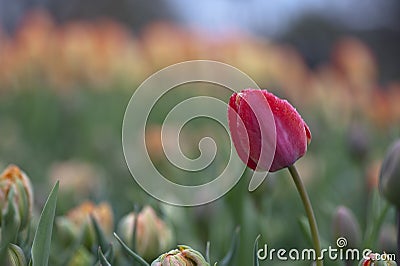 Red Tulip standing out in a crowd