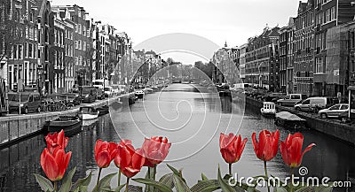 Red tulips in amsterdam