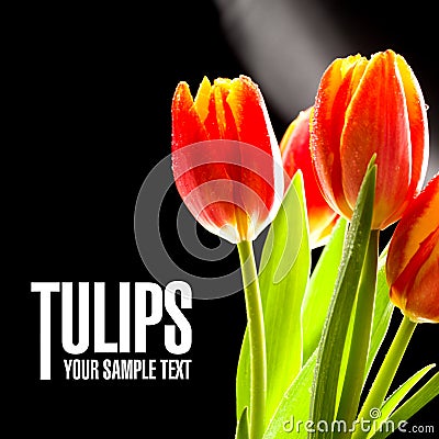 Red tulips no the black background