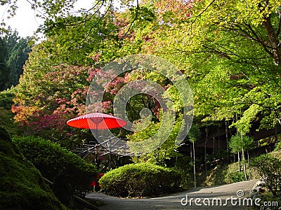 Red Umbrella in Autumn Park in Japan