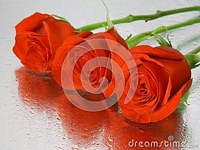 Red wet roses with water drops