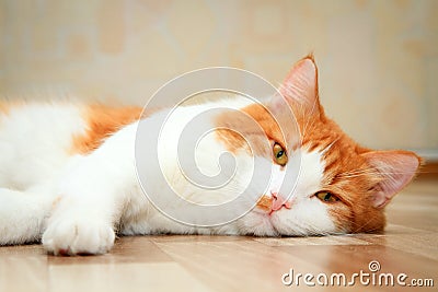 Red and white cat lying on the floor