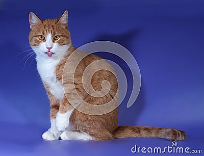 Red and white cat sitting sticking his tongue out on blue