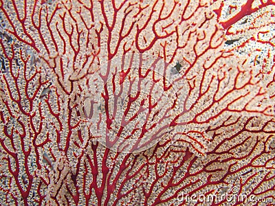 Red and white coral reef background