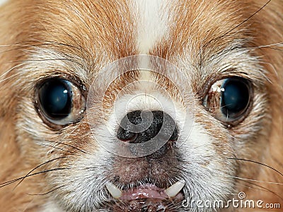 Red and White Japanese Chin close up