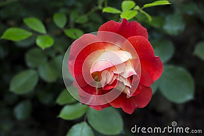 Red and white rose