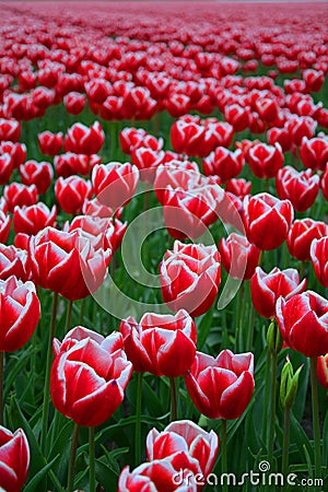 Red and white tulip field