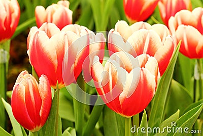 Red and white Tulips