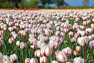 Red and white tulips in spring time