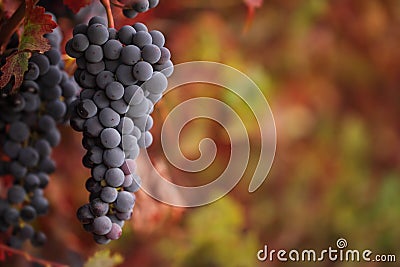 Red wine grapes on autumn vine