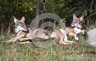 Red wolf pups