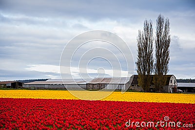 Red and yellow tulip field