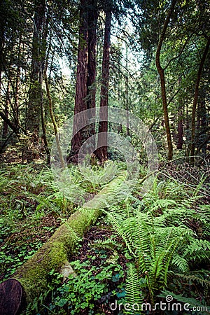 Redwood national park in california, usa