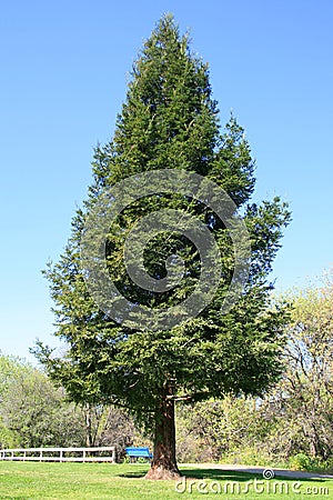 Single Redwood Tree