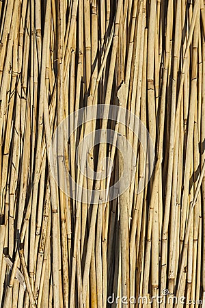 Reed texture. Natural background.