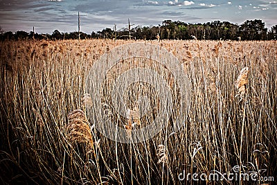 Reeds in Marsh