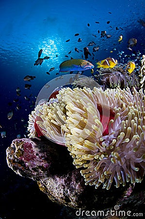 Reef and anemone with fish, Red Sea, Egypt