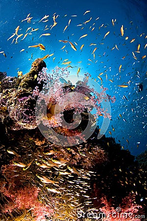 Reef and colored school of fish, Red Sea, Egypt