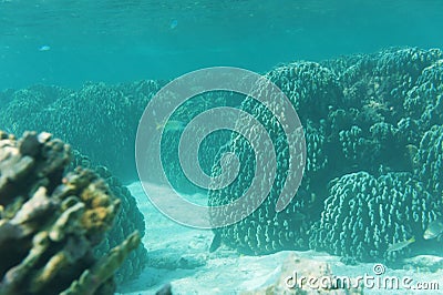 Reef and coral with swimming fish