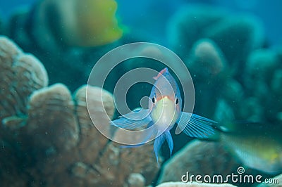 Reef fish is swimming above the coral reefs in Gorontalo, Indonesia underwater photo.