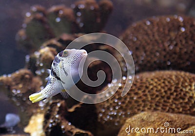 Reef saltwater puffer fish