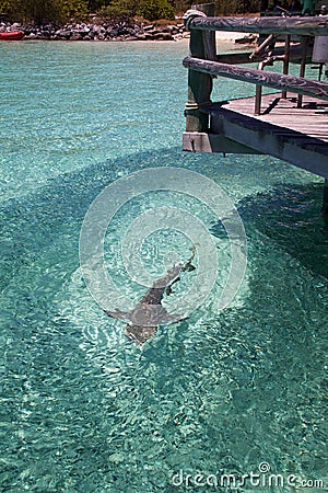 Reef shark hunting fish in clear water, Heron Island Australia