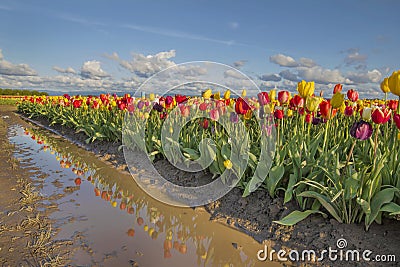 Reflection of Tulips