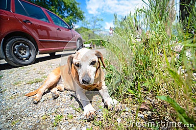 Relaxed dog