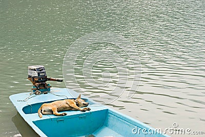 Relaxing dog in vacation on the boat