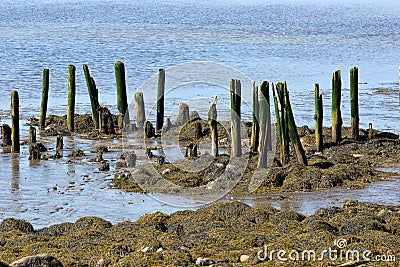 Remains of pier at Stockton Springs Maine