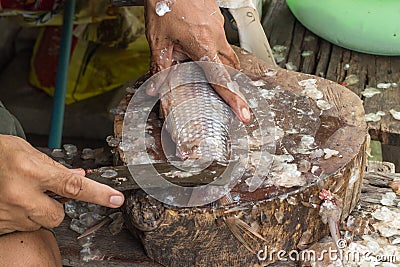 Removing fish scales fish Knife