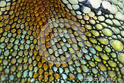 Reptile skin