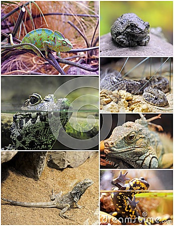 Reptiles and amphibians