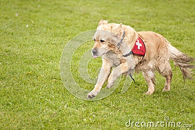 Rescue Dog Squadron