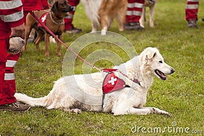 Rescue Dog Squadron