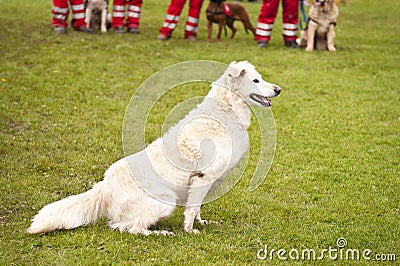 Rescue Dog Squadron