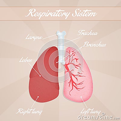 Respiratory System Stock Illustration - Image: 51841169