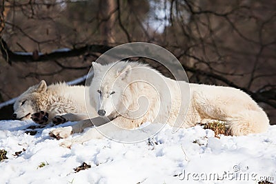 Resting arctic wolves