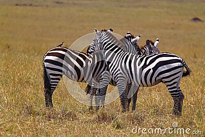 Resting Zebra - Safari Kenya