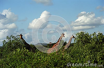 Reticulated giraffe, Samburu Game Reserve, Kenya