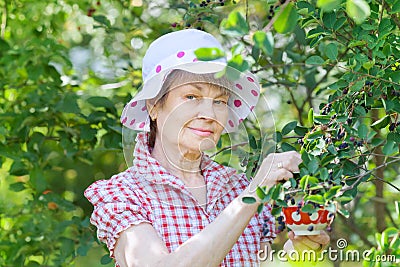 Retired older woman picking mespilus