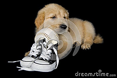 Retriever with softball