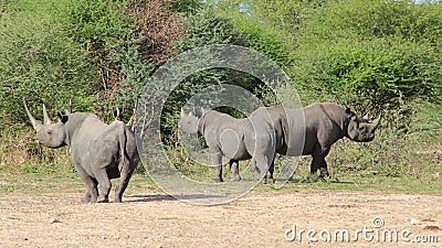 Rhino, Black - African Rare and Endangered Species