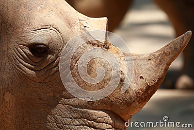 Rhino Close Up