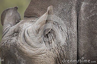 Rhino Ears