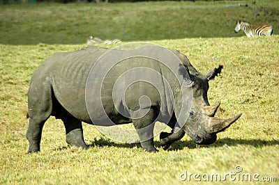 Rhino grazing