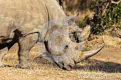 Rhino Animal Head Horn Wildlife