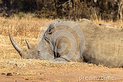 Rhino Morning Sleep Wildlife