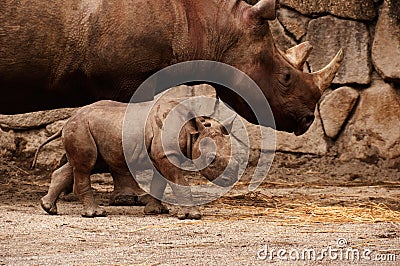 Rhino Mother and Baby